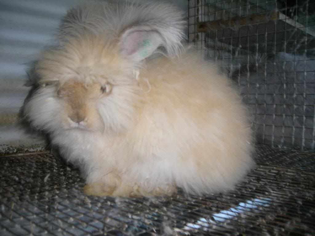 Pictures of Bunnies and Things Hillside Farm Hawaii